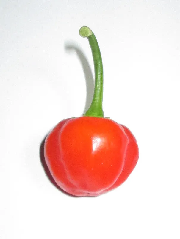 Cape Medallion Sweet Red Cherry Pepper - Capsicum baccatum v pendulum