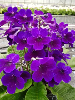 Streptocarpus 'Targa' - Cape Primrose